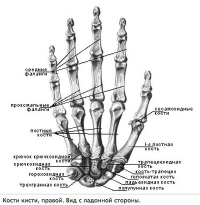 Сесамовидные кости руки