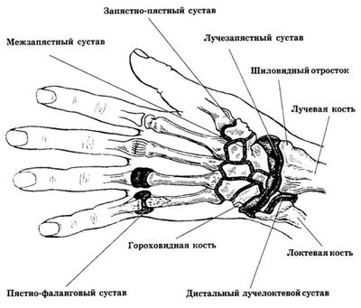 Суставы руки человека