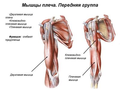 Строение мышц плечевого пояса