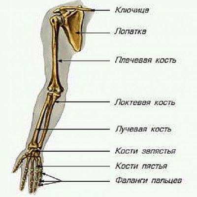 Строение костей руки