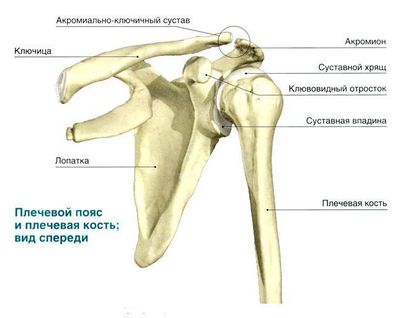 Плечевой пояс