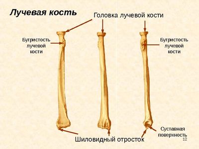 Строение лучевой кости