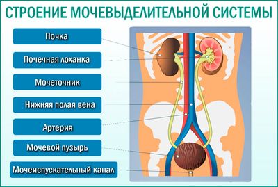 Мочевыдели́тельная систе́ма мужчины