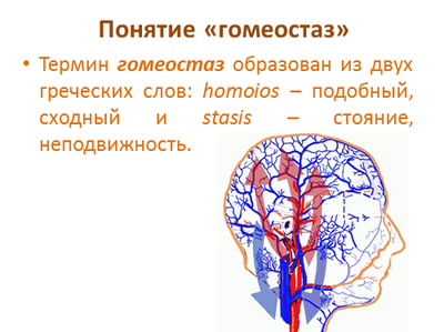 гомеостаз