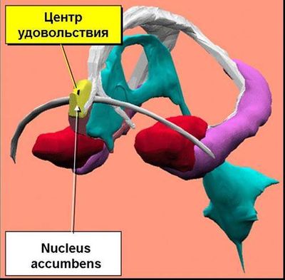 центр удовольствия