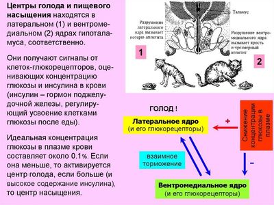 Центры жажды и питьевого поведения гипоталамуса
