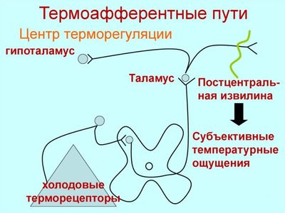 Терморегуляции