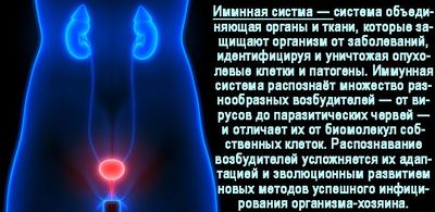 Иммунная система