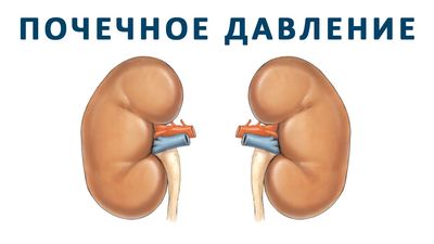 Особенности почечного давления и его изменение при заболеваниях