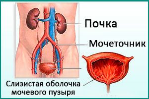 Мочевой пузырь