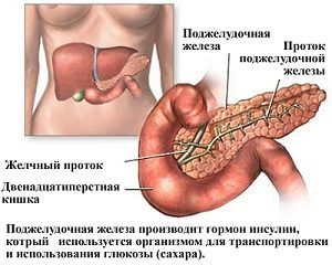 Поджелудочная железа