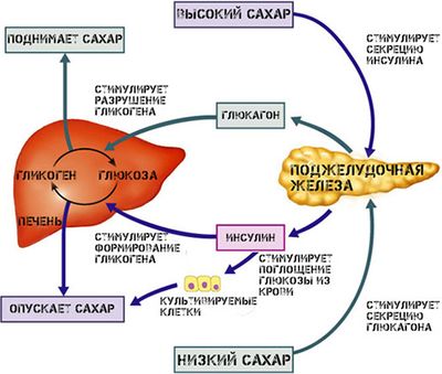 Функции инсулина и глюкагона
