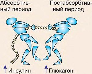 Инсулин и глюкагон