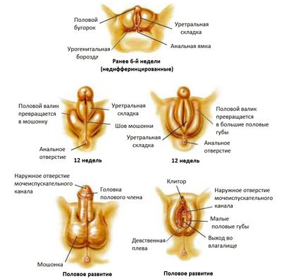 половое развитие