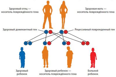 наследственность схема