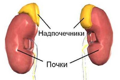 Почки и надпочечники