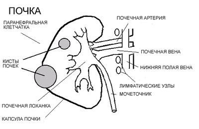 схема почки