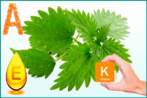 Химический состав крапивы