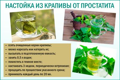 Отвар из крапивы от простатита