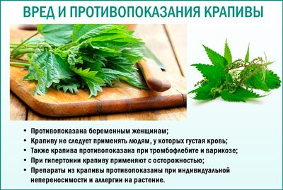 Крапива: противопоказания