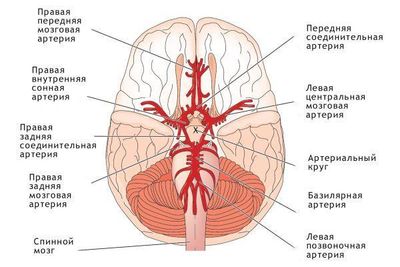 Особенности мозгового кровообращения