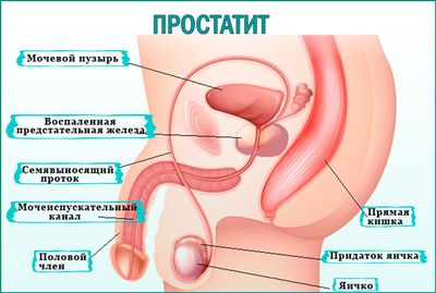 Строение мочеполовой системы