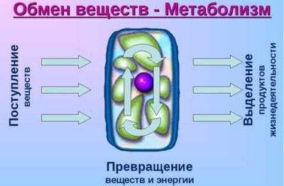 Схема метаболизма