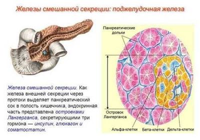 Поджелудочная железа