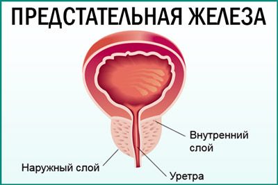 Все о лечении простатита петрушкой