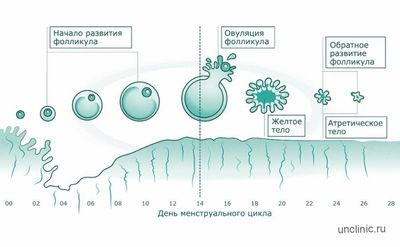 Почему болит яичник после овуляции: естественные и патологические причины