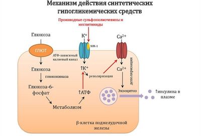 Действие меглитинидов