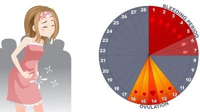 Овуляция происходит