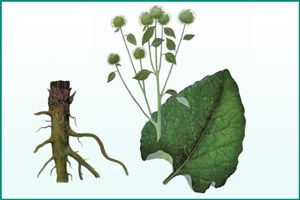 Сок лопуха для лечения почечных кист: полезные рецепты