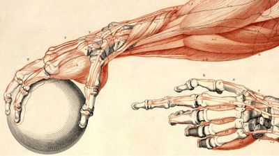 Рисунок спинного мозга: особенности строения и функции органа