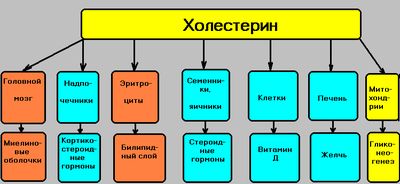 Функции холестерина