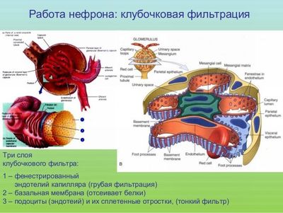 клубочковая фильтрация