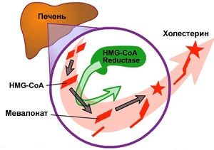 Действие статинов на организм