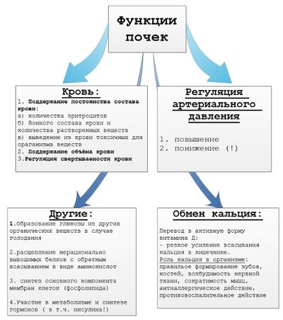 Функции почек