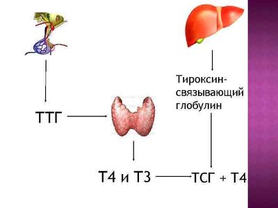 Тироксинсвязывающий глобулин