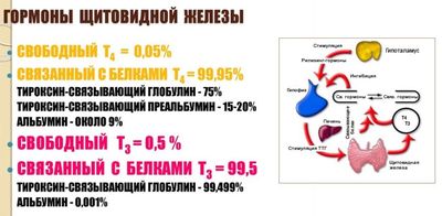 Роль тироксинсвязывающего глобулина в организме