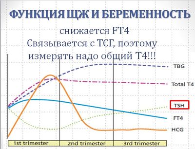 тироксинсвязывающий глобулин