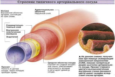 строение сосуда