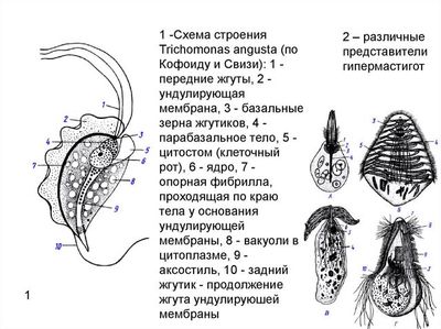 Строение трихомонады