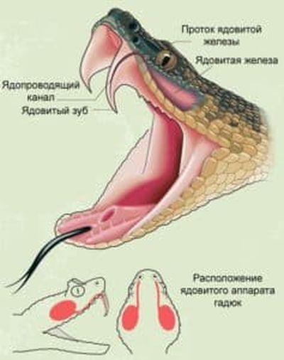 Зубы гадюки