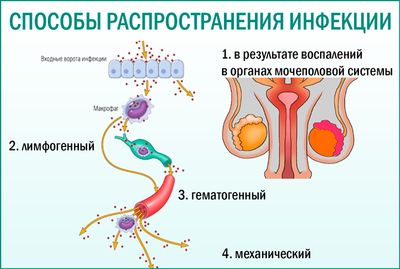 Способы распространения инфекции