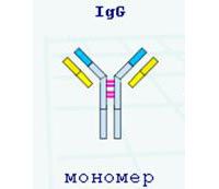 IgG