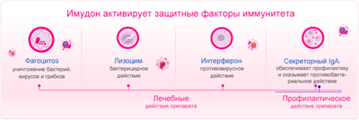 Имудон