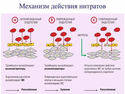 Механизм действия нитратов