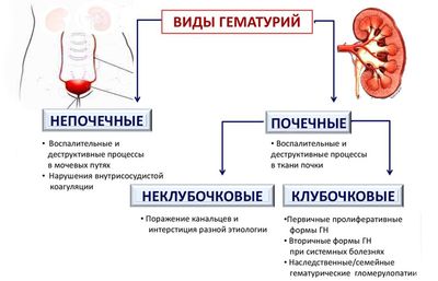 Виды гематурий