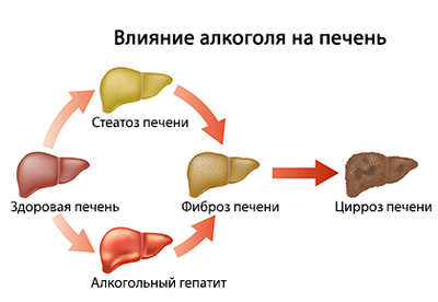 Как принимать препарат Гепа Мерц для лечения печени?